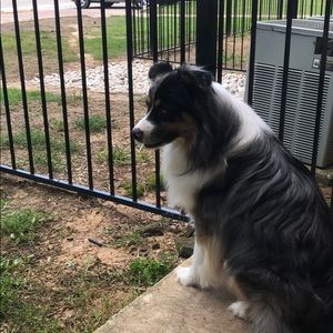 Meet your Posher, Dakota